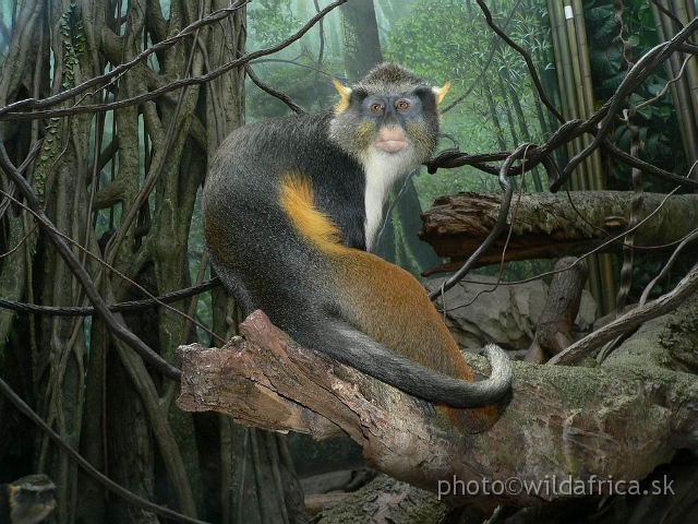 congo wolf 0.jpg - This monkey is very rare in world zoos.